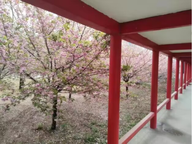 【文韵三星】樱花之美 性命之悟